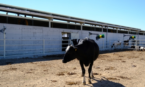 hayvan-kasima-fircalari-6