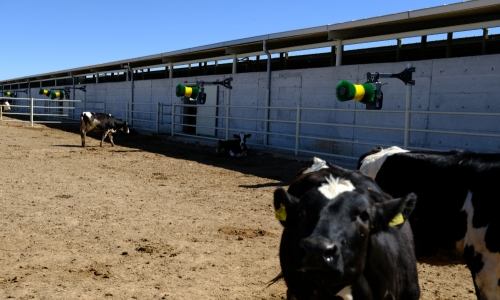 hayvan-kasima-fircalari-8